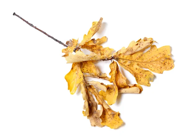 Suchý Podzimní Dub Žlutými Listy Izolované Bílém Pozadí Stínem — Stock fotografie