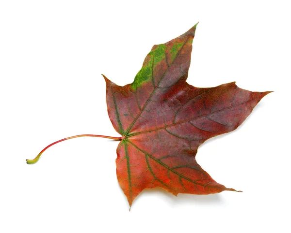 Donkerrode Herfst Esdoorn Blad Geïsoleerd Witte Achtergrond Met Schaduw — Stockfoto
