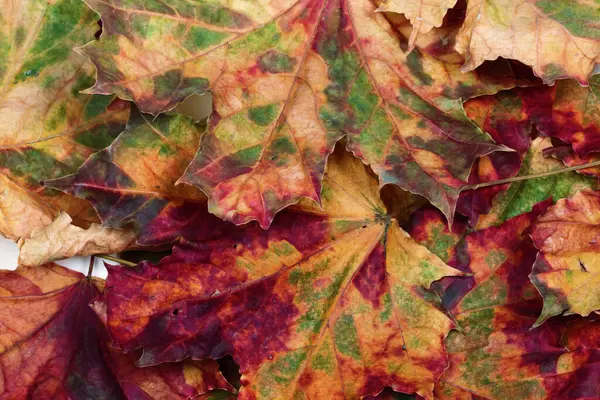 Осенние Многоцветные Кленовые Листья Естественный Фон — стоковое фото