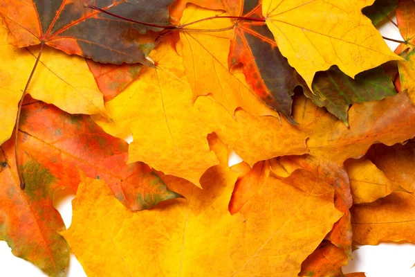 Осенние Многоцветные Листья Клена Естественный Фон — стоковое фото