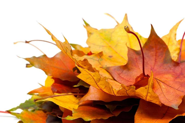 Heap Autumn Maple Leaves Isolated White Background — Stock Photo, Image