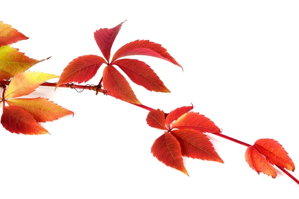 Czerwona Jesienna Gałąź Liści Winogron Parthenocissus Quinquefolia Foliage Odizolowany Białym — Zdjęcie stockowe