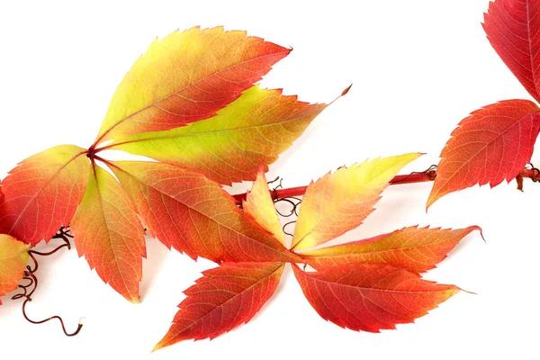 Red Autumnal Branch Grapes Leaves Parthenocissus Quinquefolia Foliage Isolated White — Stock Photo, Image