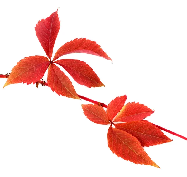 Roter Herbstzweig Der Traubenblätter Parthenocissus Quinquefolia Laub Vereinzelt Auf Weißem — Stockfoto