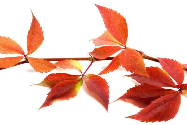 Roter Herbstlicher Zweig Der Trauben Blättert Parthenocissus Quinquefolia Laub Isoliert — Stockfoto