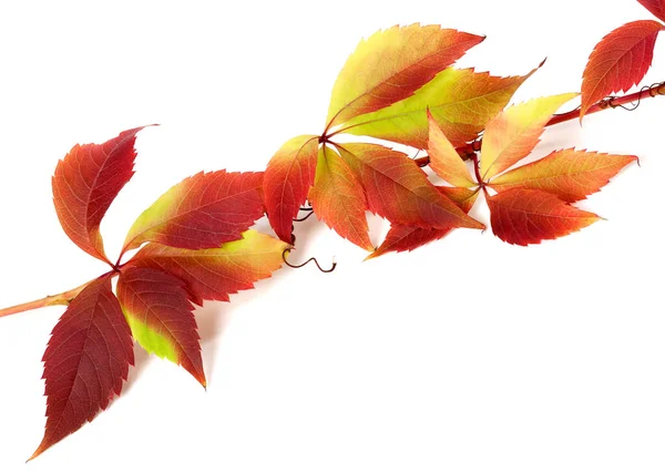 Roter Herbst Zweig Der Trauben Verlässt Parthenocissus Quinquefolia Laub Isoliert — Stockfoto