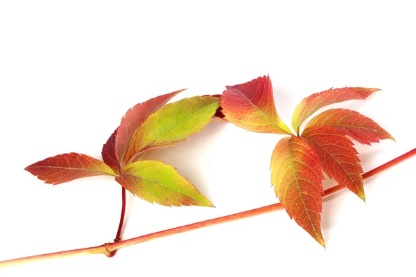 Oddział Czerwonej Jesieni Liście Winogron Parthenocissus Quinquefolia Liści Odizolowany Białym — Zdjęcie stockowe