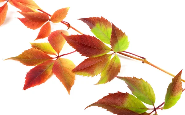 Vielfarbiger Herbstzweig Aus Traubenblättern Parthenocissus Quinquefolia Vereinzelt Auf Weißem Hintergrund — Stockfoto