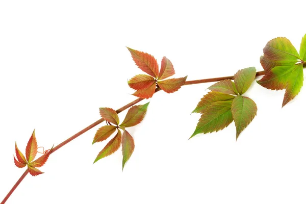 Multicolor Twig Grapes Leaves Parthenocissus Quinquefolia Foliage Isolated White Background — Stock Photo, Image