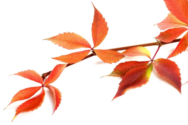 Roter Herbstlicher Zweig Der Trauben Blättert Parthenocissus Quinquefolia Laub Vereinzelt — Stockfoto