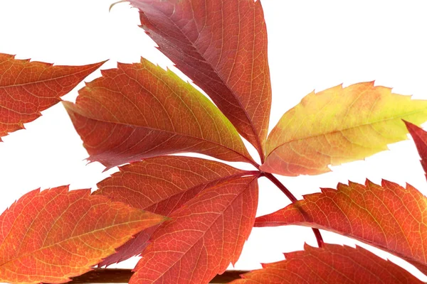 Осенний Красный Виноград Листья Parthenocissus Quinquefolia Листвы Изолированный Белом Фоне — стоковое фото