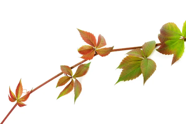 Üzüm Yapraklarının Çoklu Renk Dalı Partenosisis Quinquefolia Yaprağı Beyaz Arka — Stok fotoğraf