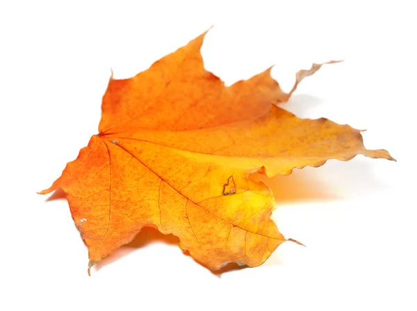 Желтый Осенний Кленовый Лист Изолированные Белом Фоне Выборочный Фокус — стоковое фото