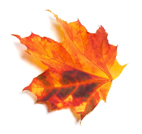 Herbst Mehrfarbiges Ahornblatt Isoliert Auf Weißem Hintergrund — Stockfoto