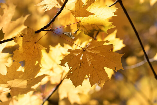 Ветви с осенью желтые солнечные листья клена в лесу в солнечный день