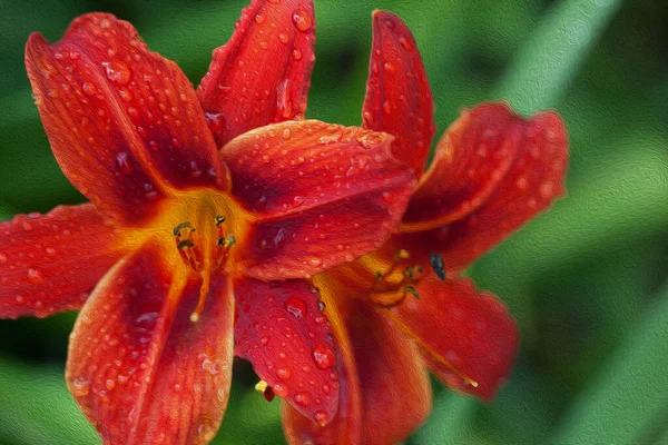 Kwitną Czerwone Kwiaty Lilii Kroplami Wody Dzień Słońca Deszczu Zielonym — Zdjęcie stockowe