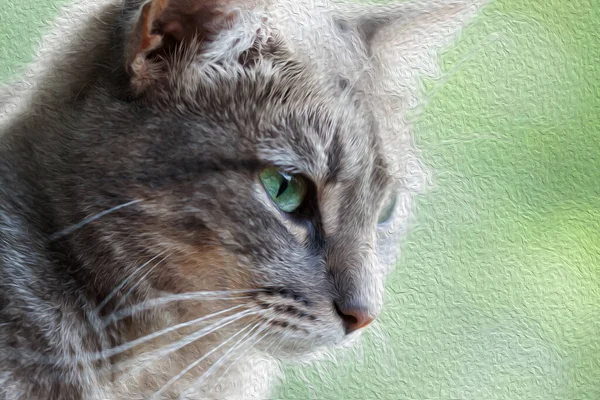 Yeşil Gözlü Gri Bir Kedinin Portresi Yakın Çekim Görüntüsü Yağlı — Stok fotoğraf