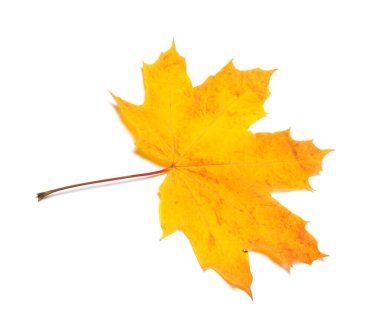 Sarı sonbahar akçaağaç yaprağı kurumuş. Beyaz arka plan üzerinde izole. 