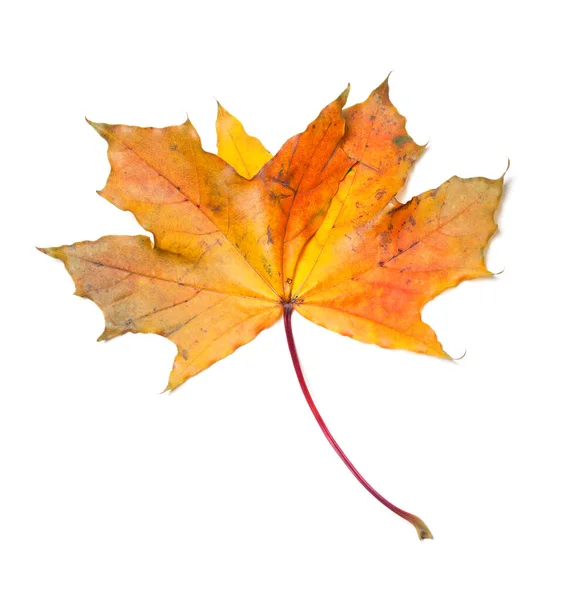 Stock image Yellow dry autumn maple-leaf isolated on white background