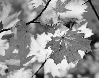 Gündüz vakti ormanda sonbahar güneşli akçaağaç yaprakları olan dallar. Siyah ve beyaz tonlu görüntü.