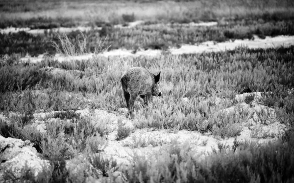 Молодой Кабан Пасущийся Болоте Летний Вечер Черно Белое Тонированное Изображение — стоковое фото