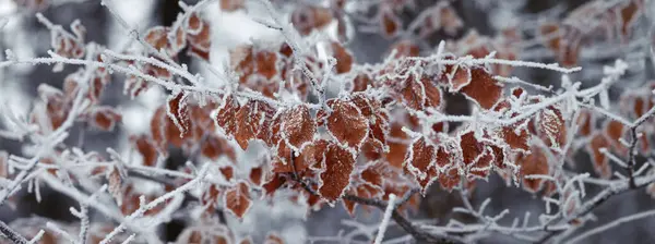 Rama Árboles Congelados Con Hojas Otoño Bosque Invierno Vista Panorámica — Foto de Stock