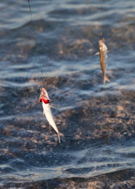 Balık oltasına yeni takılmış küçük balıklar. Güneşli bir sabahta deniz kenarında balık tutmak.