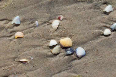 Sıcak ve güneşli bir yaz gününde kırık deniz kabuklarıyla ıslak kumsal. Yukarıdan görüntüle.