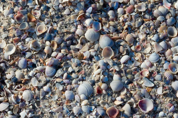 Natural Background Broken Seashells Beach Sunny Summer Day View — Stock Photo, Image