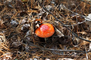 Kuru yapraklar ve köknar iğneleriyle kaplı kırmızı manita mantarı. Zehirli mantar, sonbahar gününde ormanda büyüyen agarik sinektir.. 