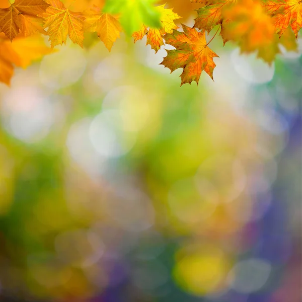 Abstract Herfst Achtergrond Met Maole Bladeren — Stockfoto