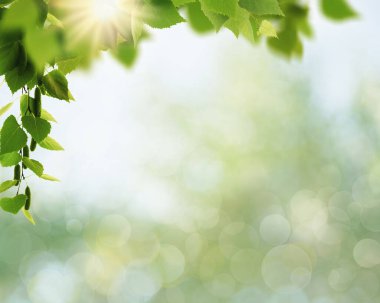 Arka planda bulanık huş yaprakları olan yaz arkaplanları