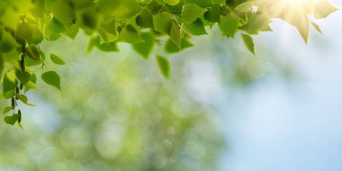 Arka planda bulanık huş yaprakları olan yaz arkaplanları