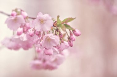 Güzel Sakura çiçekleri. Bahar doğal arka plan 