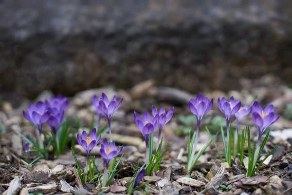 Frühlingskrokusse Blühen Kunst Abstrakte Natürliche Hintergründe — Stockfoto