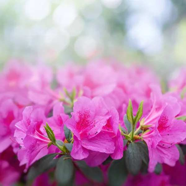 Wiosenne Kwiaty Azalii Sztuka Abstrakcyjne Naturalne Tła — Zdjęcie stockowe