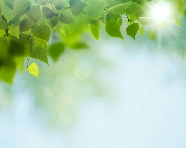 夏天的背景 白桦树叶覆盖着模糊的背景 — 图库照片