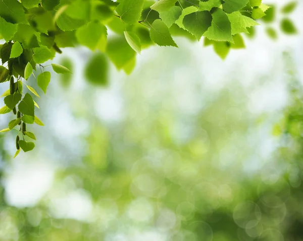 Summer Backgrounds Birch Foliage Blurred Backgrounds — Stock Photo, Image