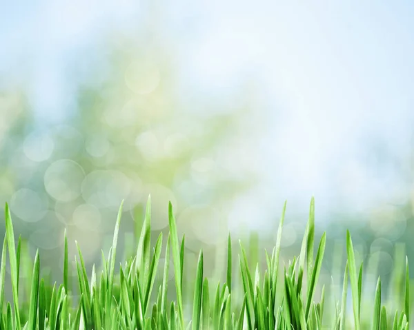 Sommer Hintergründe Mit Grünem Gras Über Verschwommenen Hintergründen — Stockfoto