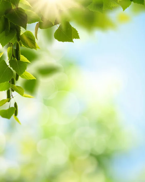 Summer Backgrounds Birch Foliage Blurred Backgrounds — Stock Photo, Image