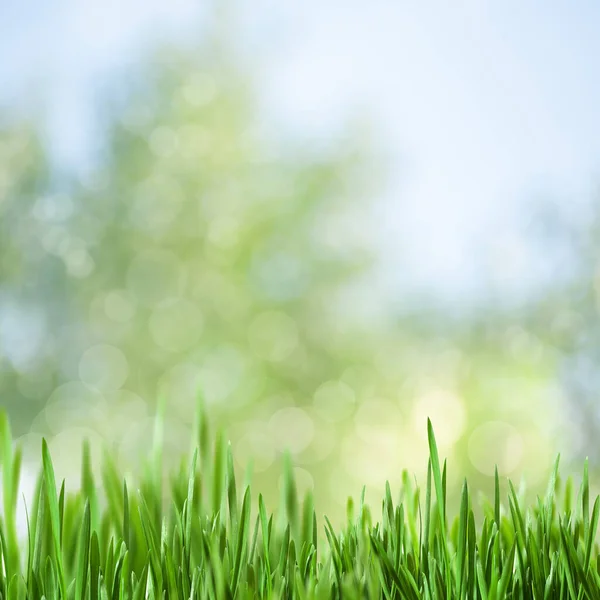 Letnie Tła Zieloną Trawą Niewyraźnych Tłach — Zdjęcie stockowe