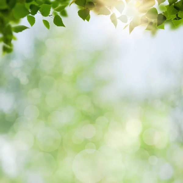 夏天的背景 白桦树叶覆盖着模糊的背景 — 图库照片