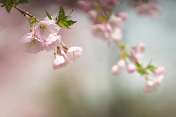 Прекрасні Квіти Сакури Весняні Природні Фони — стокове фото