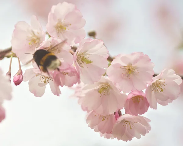 Красивые Цветы Сакуры Весна Природе — стоковое фото