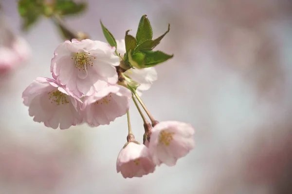 Vackra Sakura Blommor Vårens Naturliga Bakgrund — Stockfoto