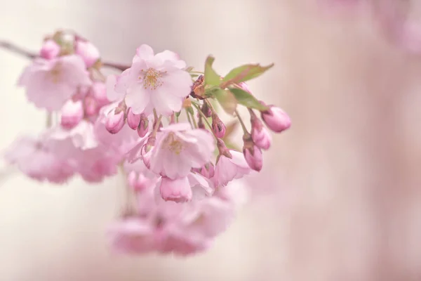 Belles Fleurs Sakura Printemps Milieux Naturels — Photo
