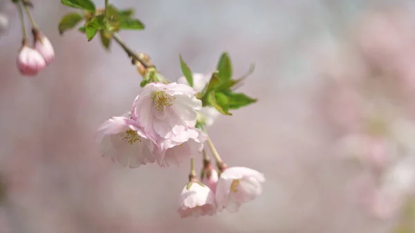 Όμορφα Λουλούδια Sakura Φυσικό Υπόβαθρο Άνοιξη — Φωτογραφία Αρχείου