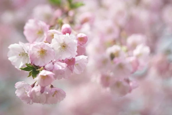 Piękne Kwiaty Sakura Wiosenne Środowisko Naturalne — Zdjęcie stockowe