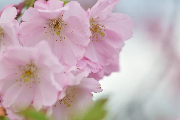 Красивые Цветы Сакуры Весна Природе — стоковое фото