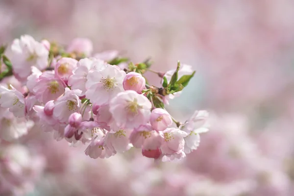 Krásné Květiny Sakura Jarní Přírodní Prostředí — Stock fotografie